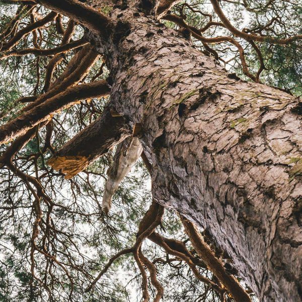 arbol22